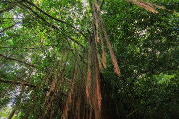 Forest Tree with Hanging Vines, Nelliyampathy	
