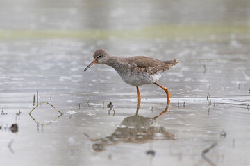Common redshank or redshank (Tringa totanus), adult in winter plumage, Eurasian wader in the large family Scolopacidae at nature reserve of the Isonzo river mouth, Isola della Cona, Italy. - obrazy, fototapety, plakaty
