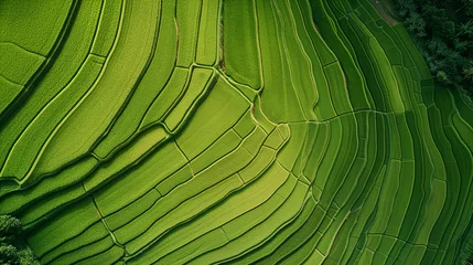 Foto op Canvas From above, one can witness the verdant expanse of rice terraces lined by palm trees © Pillow Productions