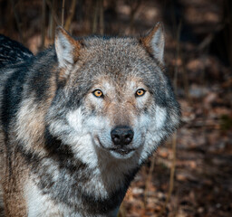 Portrait of a male European wolf. The wolf is looking into the camera on the background of dry leaves and grass
