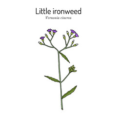 Little ironweed (Vernonia cinerea), medicinal plant