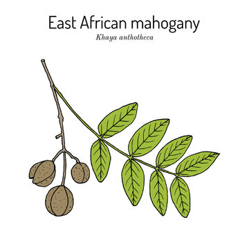 East African mahogany, or nyasaland (Khaya anthotheca), medicinal plant