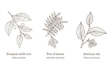 Collection of edible and medicinal plants