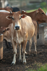 Naklejka na ściany i meble Brown cows in the farm/field.