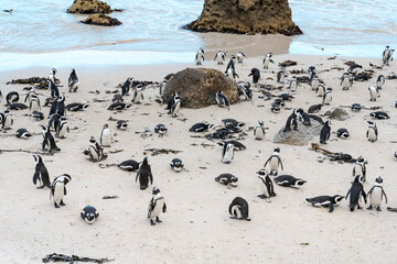 Colony of spectacled , African penguins on Boulders Beach near Cape Town .