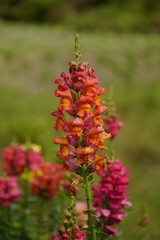 Close-up of Snapdragons flowers in the garden