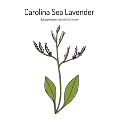 Carolina sealavender (Limonium carolinianum), medicinal plant