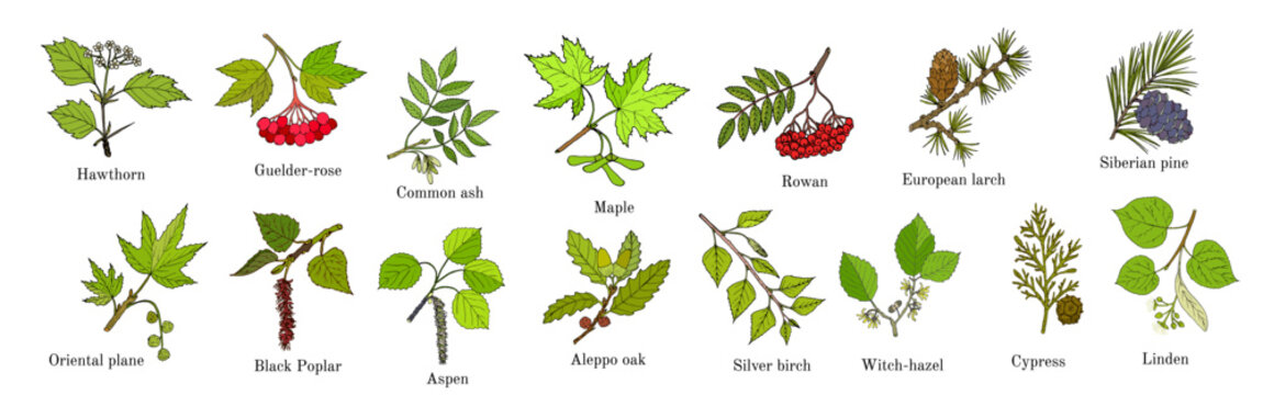 Set of different tree branches