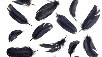 crow feathers falling on white background