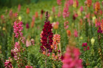 Close-up of Snapdragons flowers in the garden