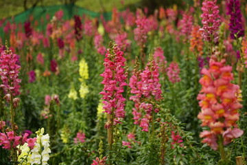 Close-up of Snapdragons flowers in the garden