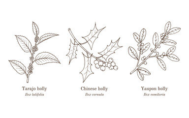 Collection of edible and medicinal plants