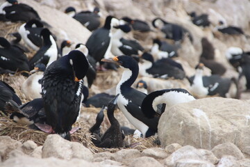 Imperial Shag (Leucocarbo atriceps), aka Imperial Cormorant, and chicks, New Island, Falkland...