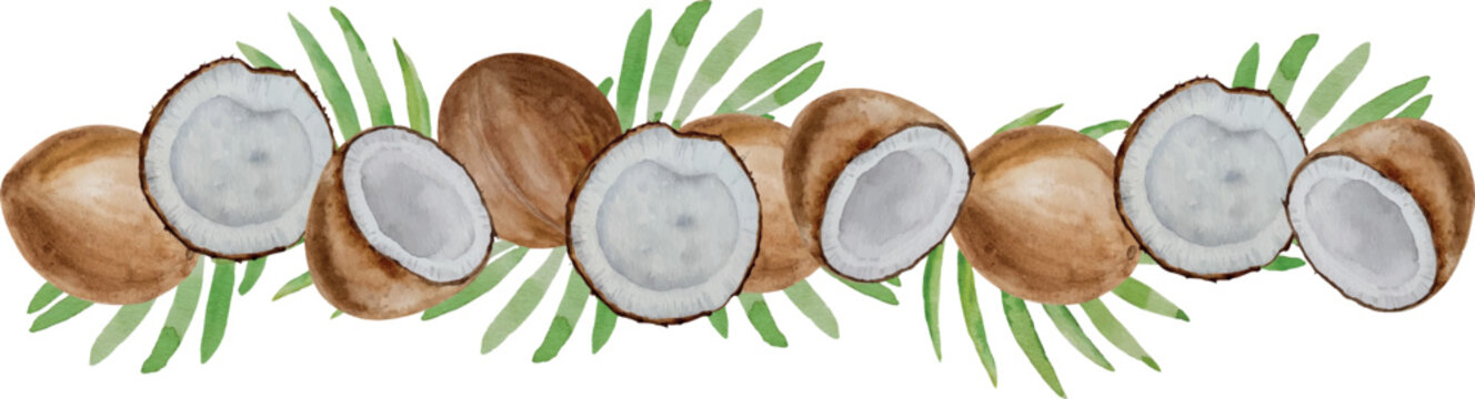 Vector watercolor banner of coconuts. Coconut halves and parts, palm leaves, hand painted on paper, white background, for design, frame, recipes, cosmetics, postcard, invitation, backgrounds