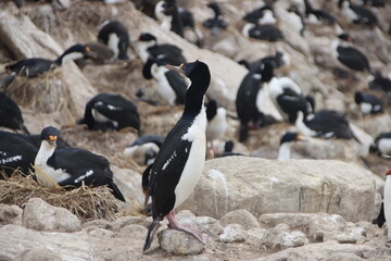 Imperial Shag (Leucocarbo atriceps), aka Imperial Cormorant, New Island, Falkland Islands.