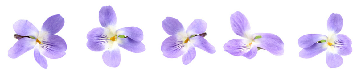 violets flowers. Blue Viola Odorata isolated on white background. clipping path