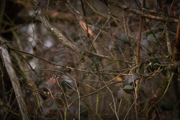 Tangled branches of various trees and bushes, forest, nature, winter.  Blurred background..