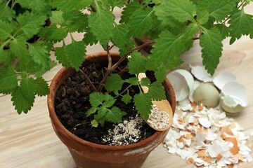 Crushed egg shells enrich the soil with calcium and other elements. Eco friendly and cheap way how...