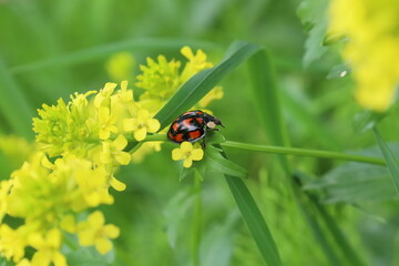 春の花とテントウムシ