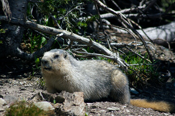 Groundhog, Glacier National Park, Montana, United States
