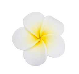 Frangipani flower (plumeria) on a white isolated background. Holiday, announcement, spa, soap making © Anastasiia
