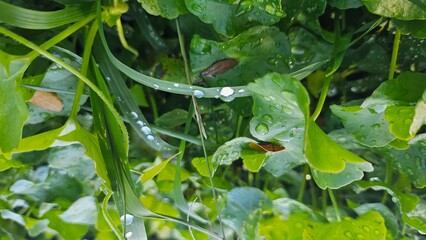 Water drop on green leaf. Rainy season in forest