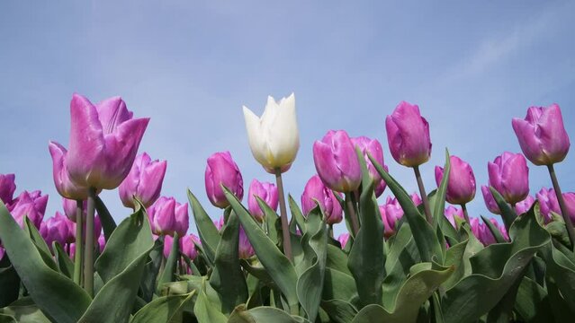 A single white tulip stands out and flowers in a purple tulip field against a blue sky on a sunny day in spring in the Netherlands.
