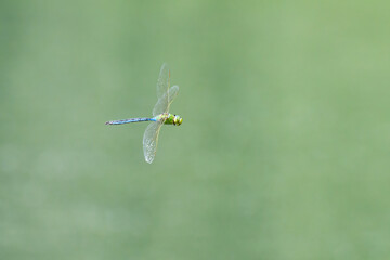 A big Emperor dragonfly flying over water