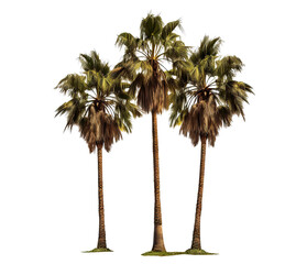 Tropical palm trees, cut out