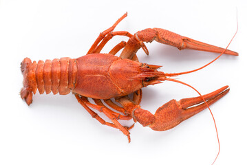 lobster on white background