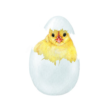 Newborn funny yellow chick in cracked egg shell. Watercolor painted illustration. Hand drawn small fluffy chicken hatched from the egg. Cute chick farm bird element on white background