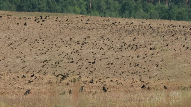 Flocking Of Starlings And Hooded Crow Feeding In Plowed Field. Corvus Corax, Corvus Cornix And Sturnus Vulgaris Birds In Wild. Countryside Rural Field Landscape.