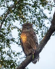 Brown fish owl or Bubo zeylonensis or Ketupa zeylonensis perched on tree after hunt with frog kill in claw winter season safari at ranthambore national park forest tiger reserve rajasthan india asia - 746366039