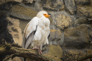 An Egyptian Vulture sitting on a branch