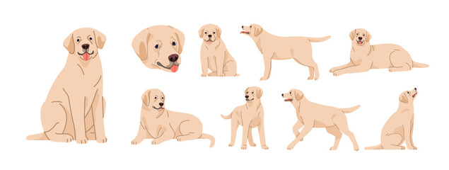Labrador retriever in sitting, lying, standing poses set. Cute purebred dog, puppy of lab breed. Canine animal, pet in different positions. Flat vector illustrations isolated on white background