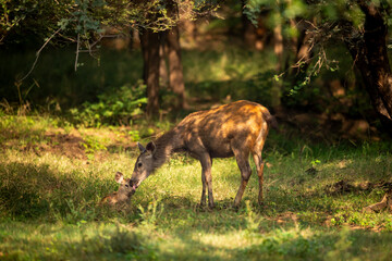 wild mother Sambar deer or rusa unicolor mother loving caring nursing licking her baby fawn in natural scenic green bacground in winter season safari at ranthambore national park forest rajashan india - 746366290