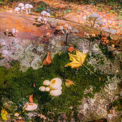autumnal composition leaves and mushrooms on tree trunk