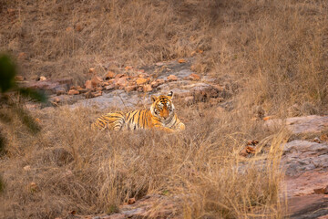healthy indian wild female tiger or tigress or panthera tigris arrowhead T84 sitting or resting after treatment in next day evening safari at ranthambore national park forest reserve rajasthan india - 746366867
