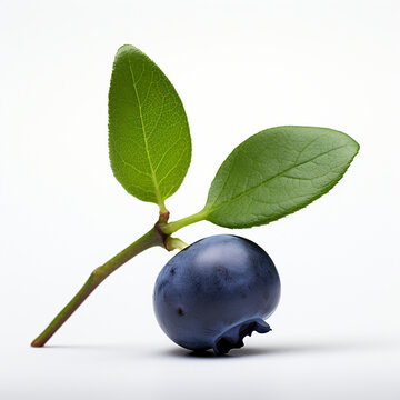 Fresh blueberries on a twig with green leaves. Juicy shades and colors, shine and detail of berries, photo on white background with copyright.