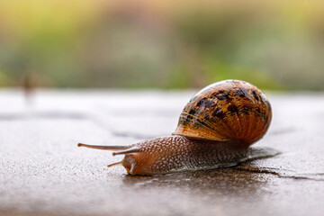 Snail crawls along a rough surface. Close up. Gastropods with an external spotted brown black...