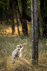 northern plains gray langur or Bengal sacred langur and Hanuman langur species of primate in Cercopithecidae family in winter season golden hour evening light and fur in rim lighting forest of india - 746367619