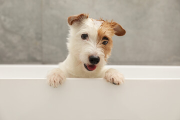Portrait of cute dog with shampoo foam on head in bath tub indoors