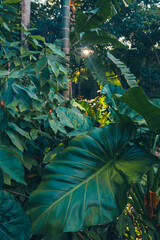 green jungle plants 
