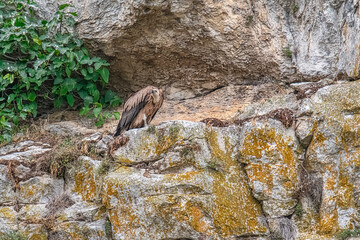 Vultures in Foz de Lumbier in Navarra, Spanien