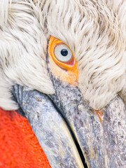 Portrait of a Dalmatian Pelican on a cloudy day in winter