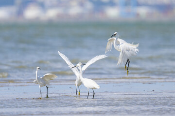 Fototapeta na wymiar Two Little Egrets fighting on the beach