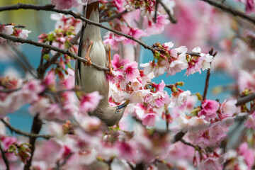 Chestnut-tailed Starling bird perched in cherry blossom tree and eating nectar