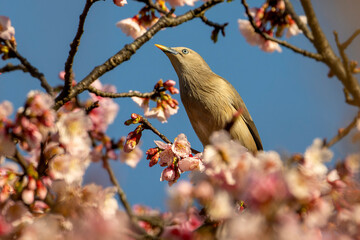 Chestnut-tailed Starling bird perched in cherry blossom tree and eating nectar