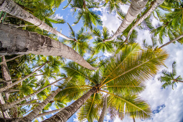 Paradise beach in the caribbean with wood house in the tropical world in dominican republic