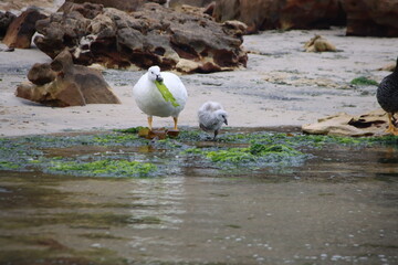 Male Kelp Goose (Chloephaga hybrida) and chick, New Island, Falkland Islands.